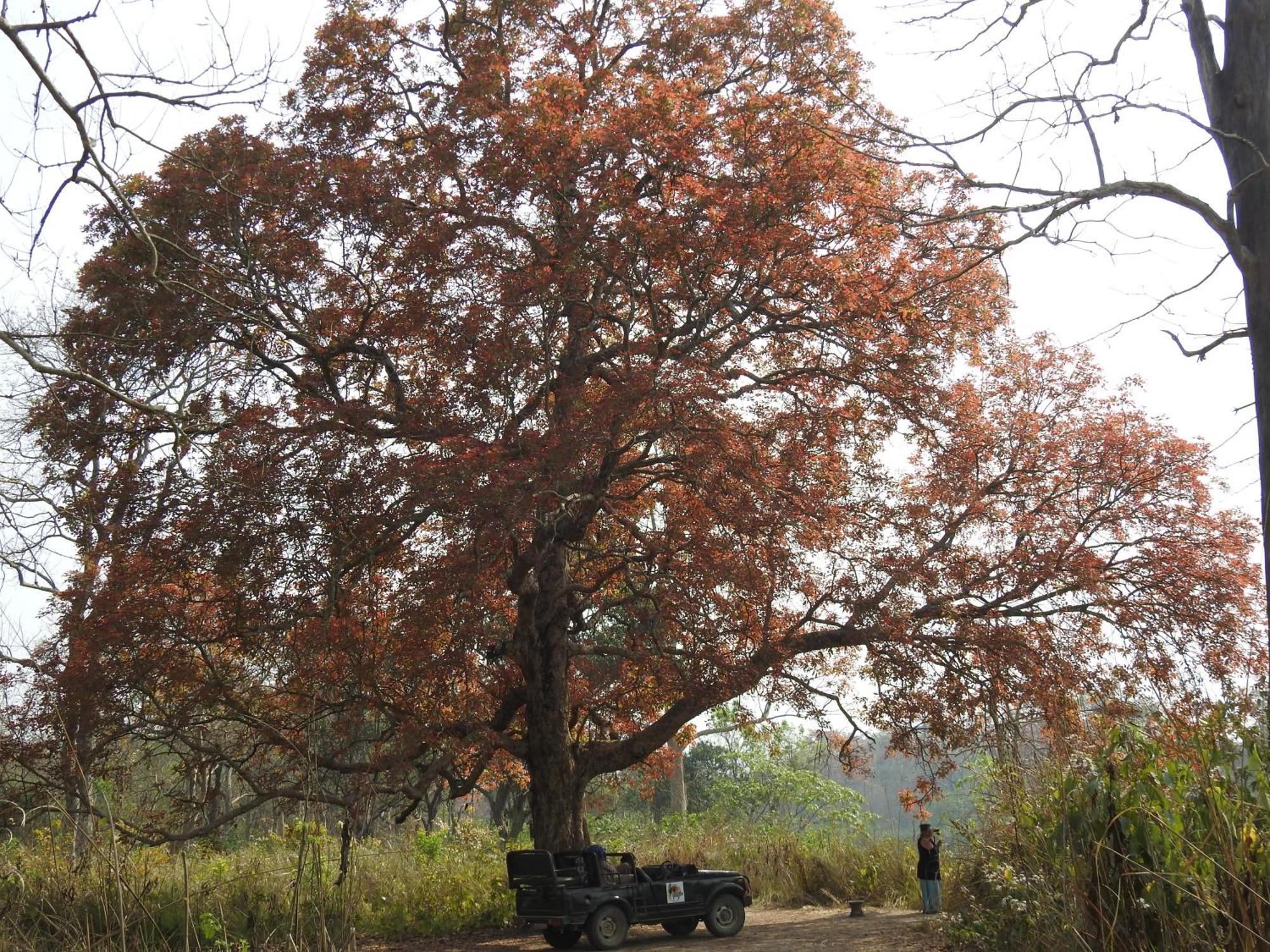 Babai Resort Pvt Ltd Bardiya Exterior foto