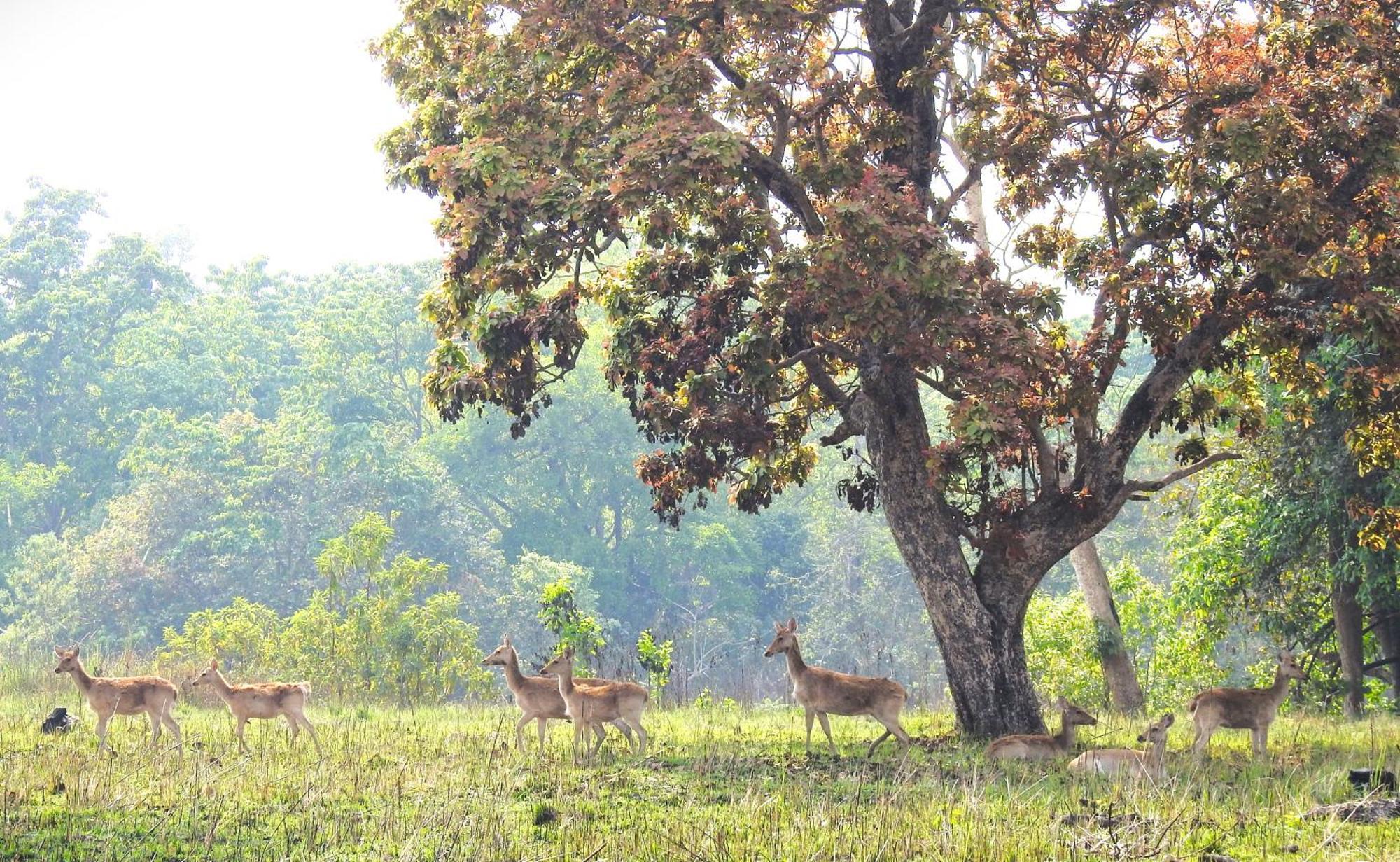 Babai Resort Pvt Ltd Bardiya Exterior foto